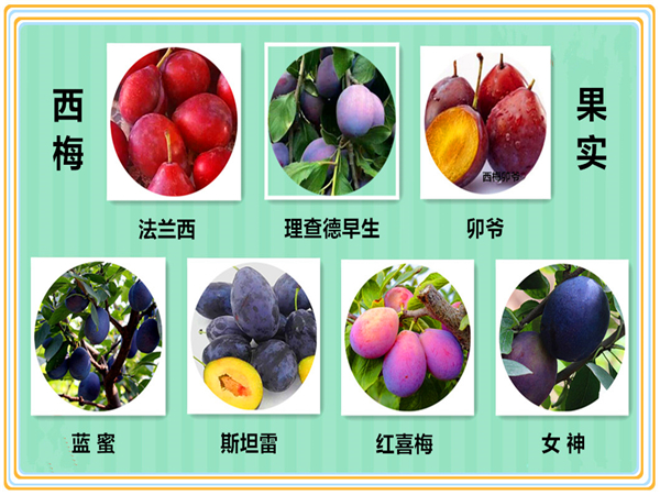 西門女神李子苗